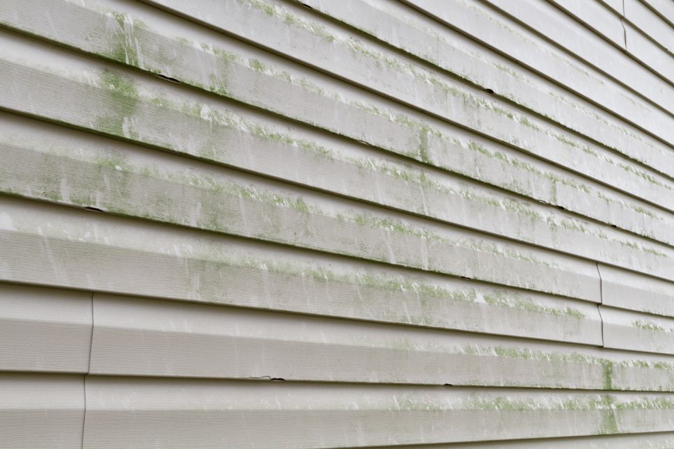 Old vinyl siding with dark green mold growth on the side of a house.